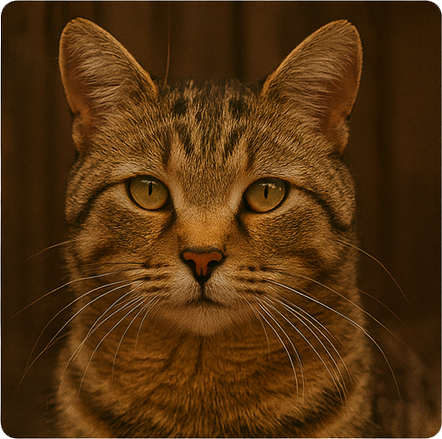 CATS