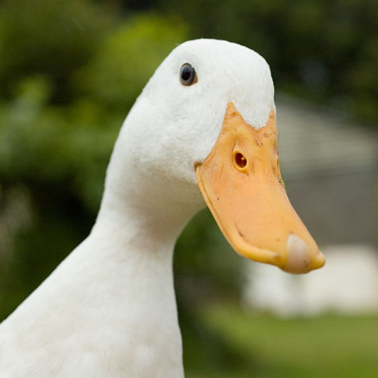 DUCKS