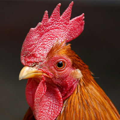 Chicken Food