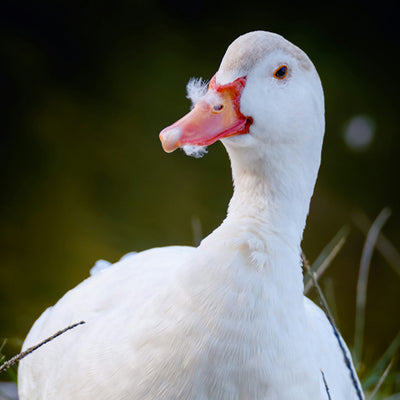 Duck Food