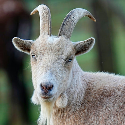 Goat Food