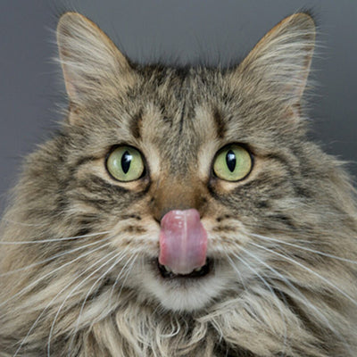 Cat Food